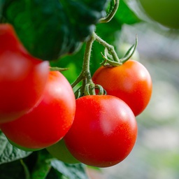 Tomates rouges +/- 1 kg