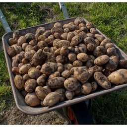 Pommes de terre Agria 2,5 kg